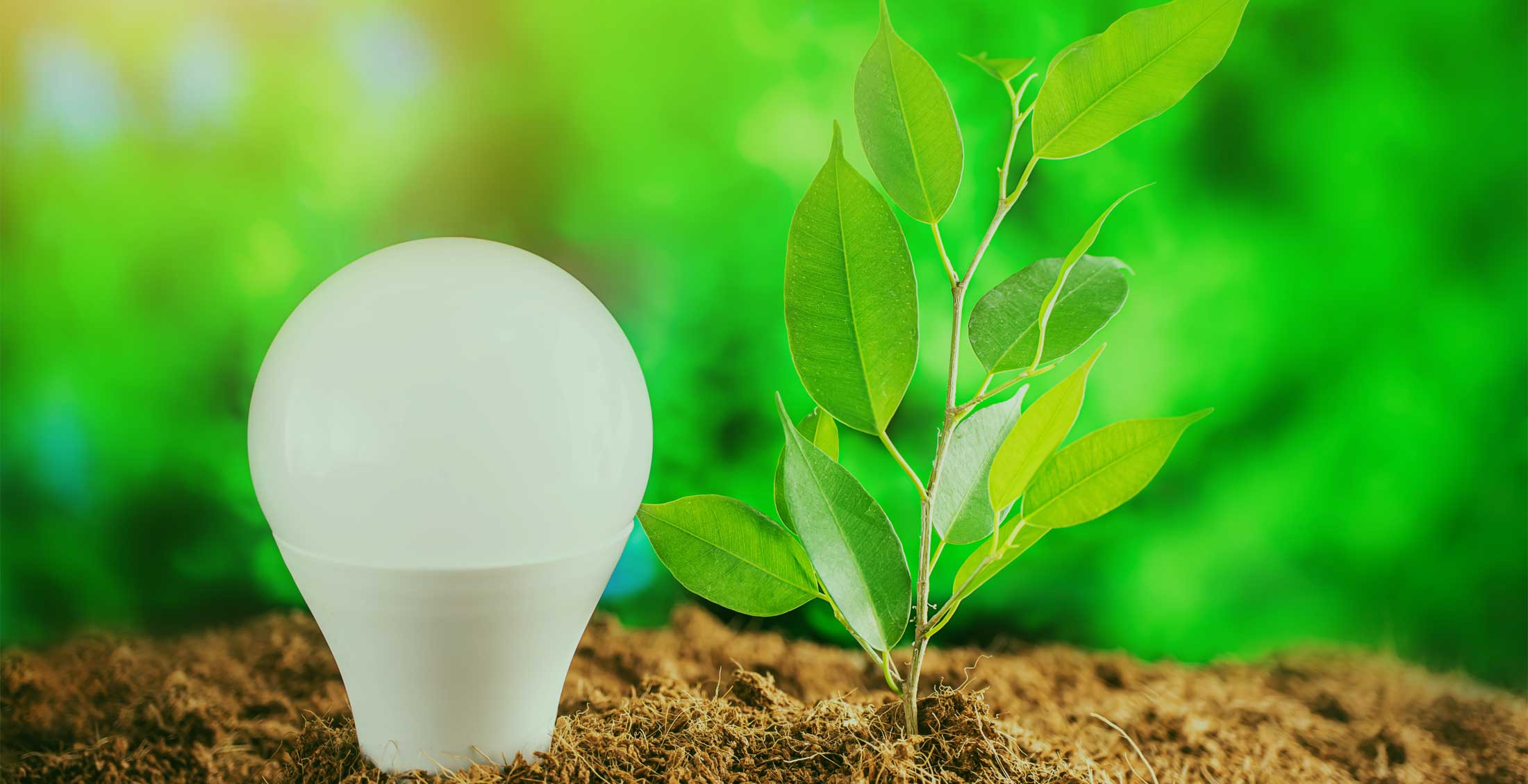 LED Lightbulb in the dirt with a plant growing for Puffin Mechanical