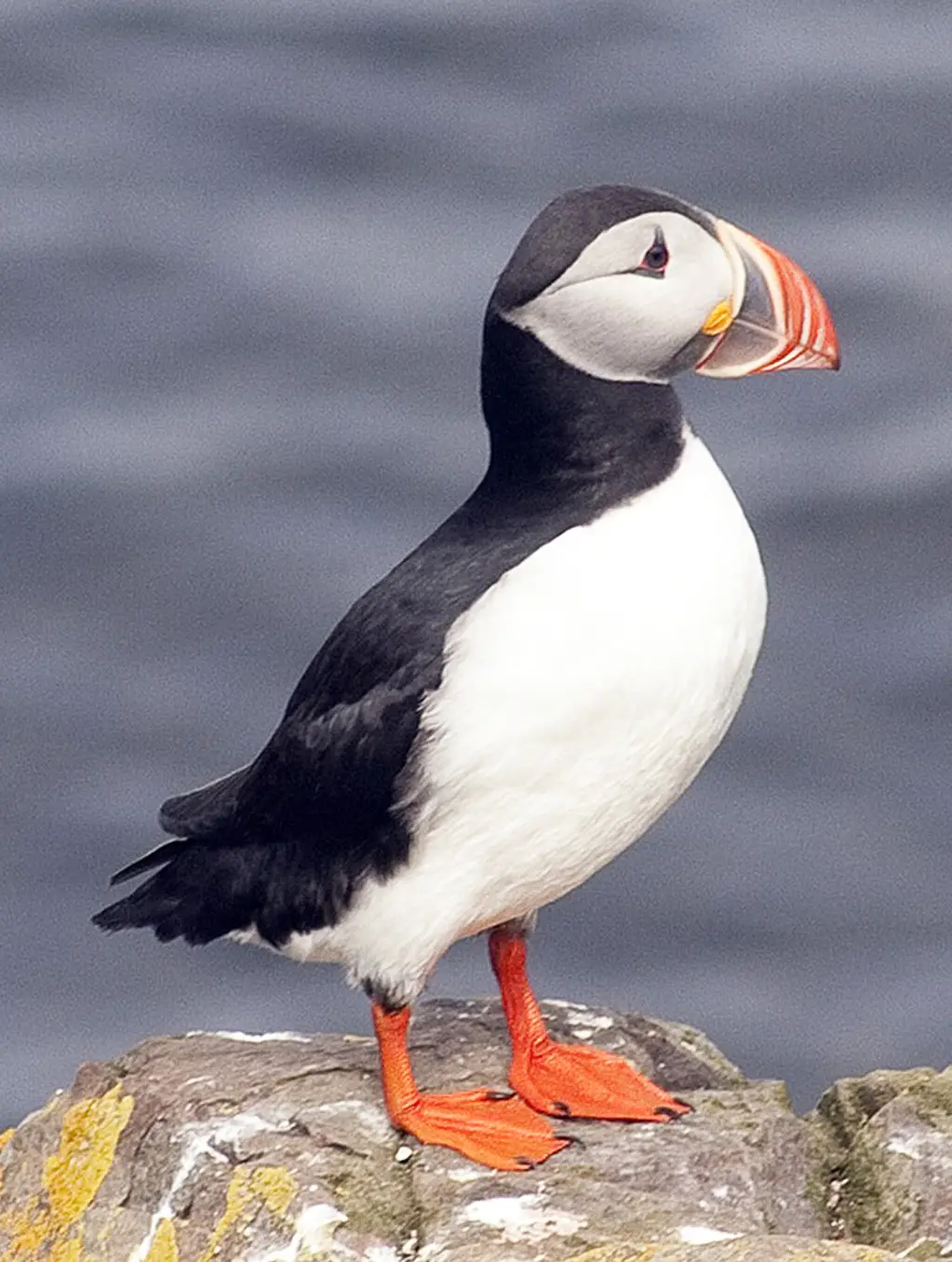 Atlantic Puffin standing on a rock above the ocean as the Puffin Mechanical Mascot